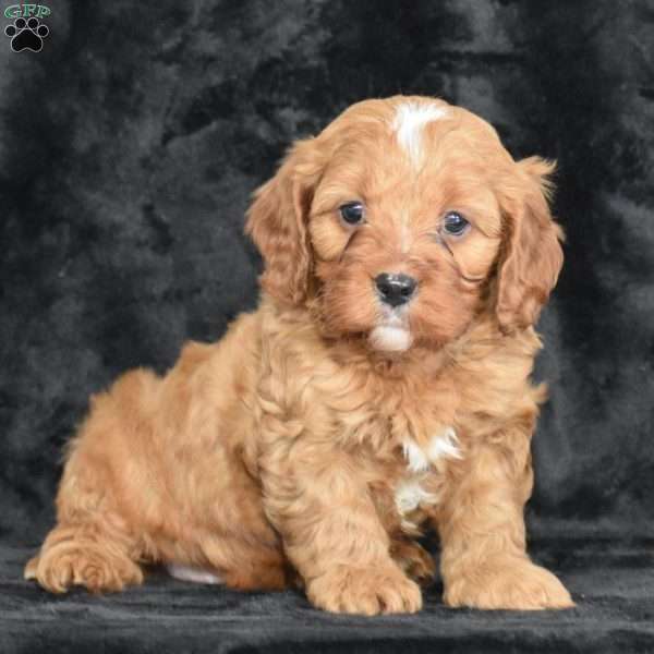 Ricky, Cavapoo Puppy